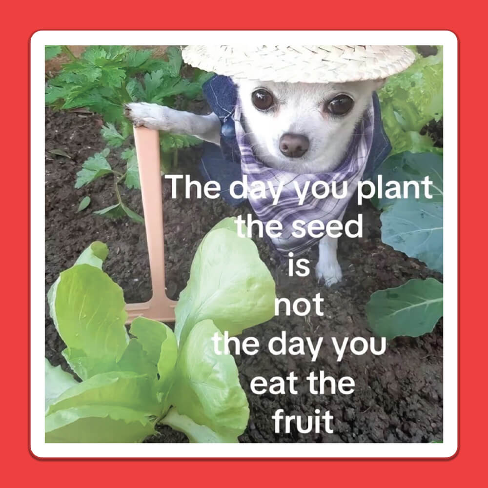 Plant The Seed Sticker • Luna