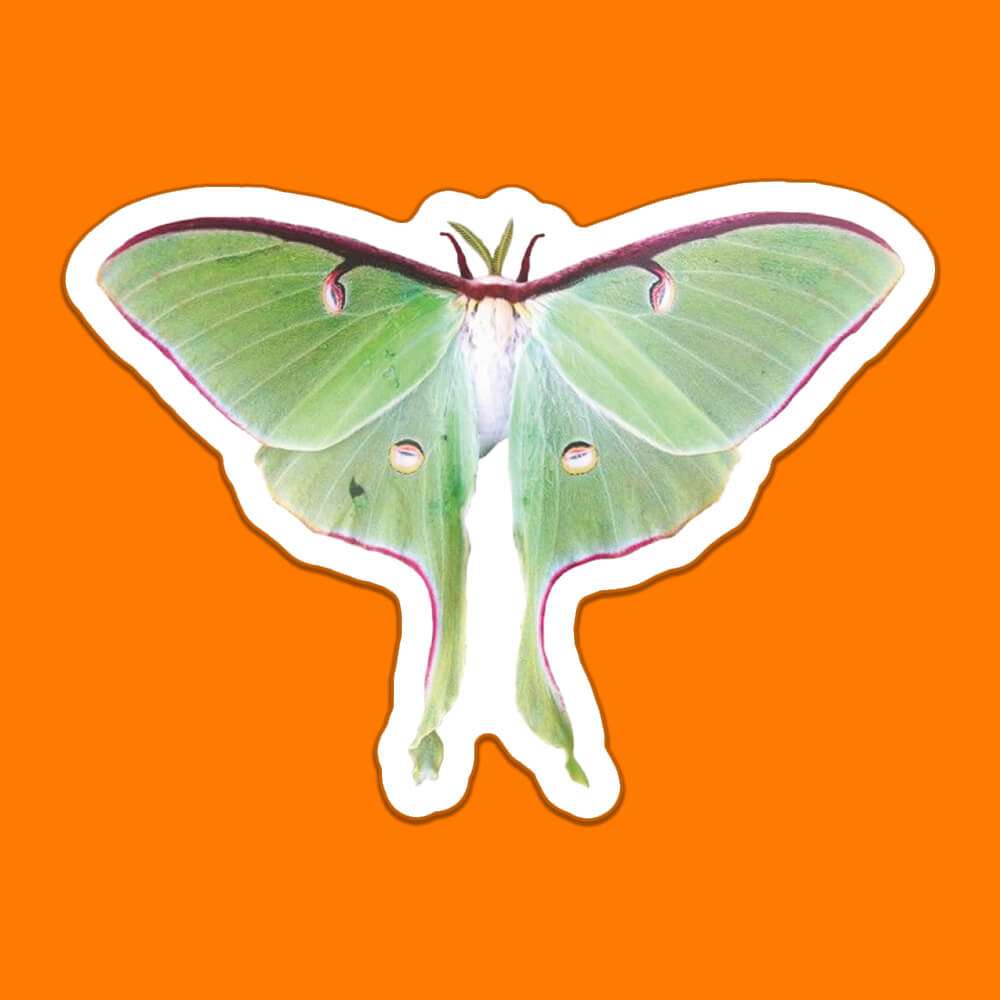 Lunar Moth Sticker • Luna
